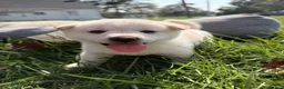 Shiba Inu dogs for sale: Luna - Ad 4