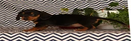 Miniature Dachshund dogs for sale: Annie - Ad 8