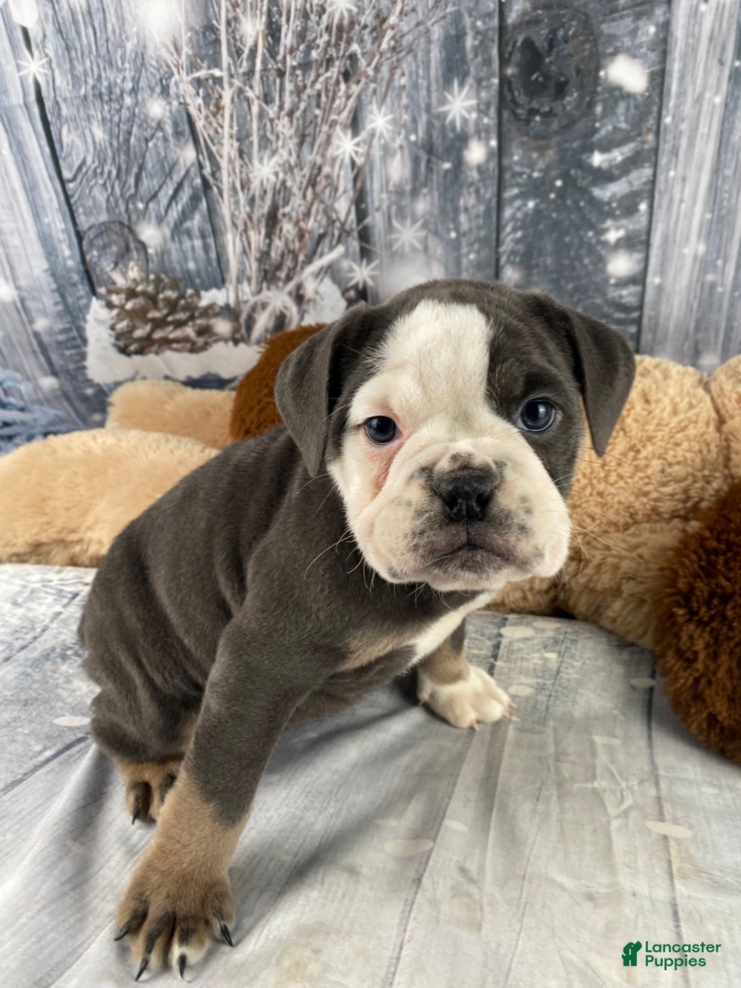 English Bulldog dogs for sale: Hazel - Ad 11
