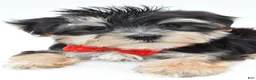 Morkie dogs for sale: Wilson - Ad 5