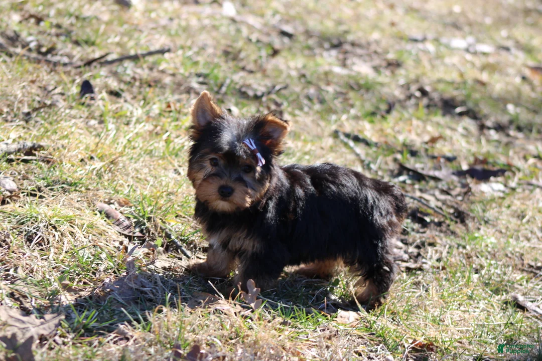 Yorkshire Terrier dogs for sale: Destiny - Ad 5