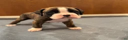 Boxer dogs for sale: Dior - Ad 5