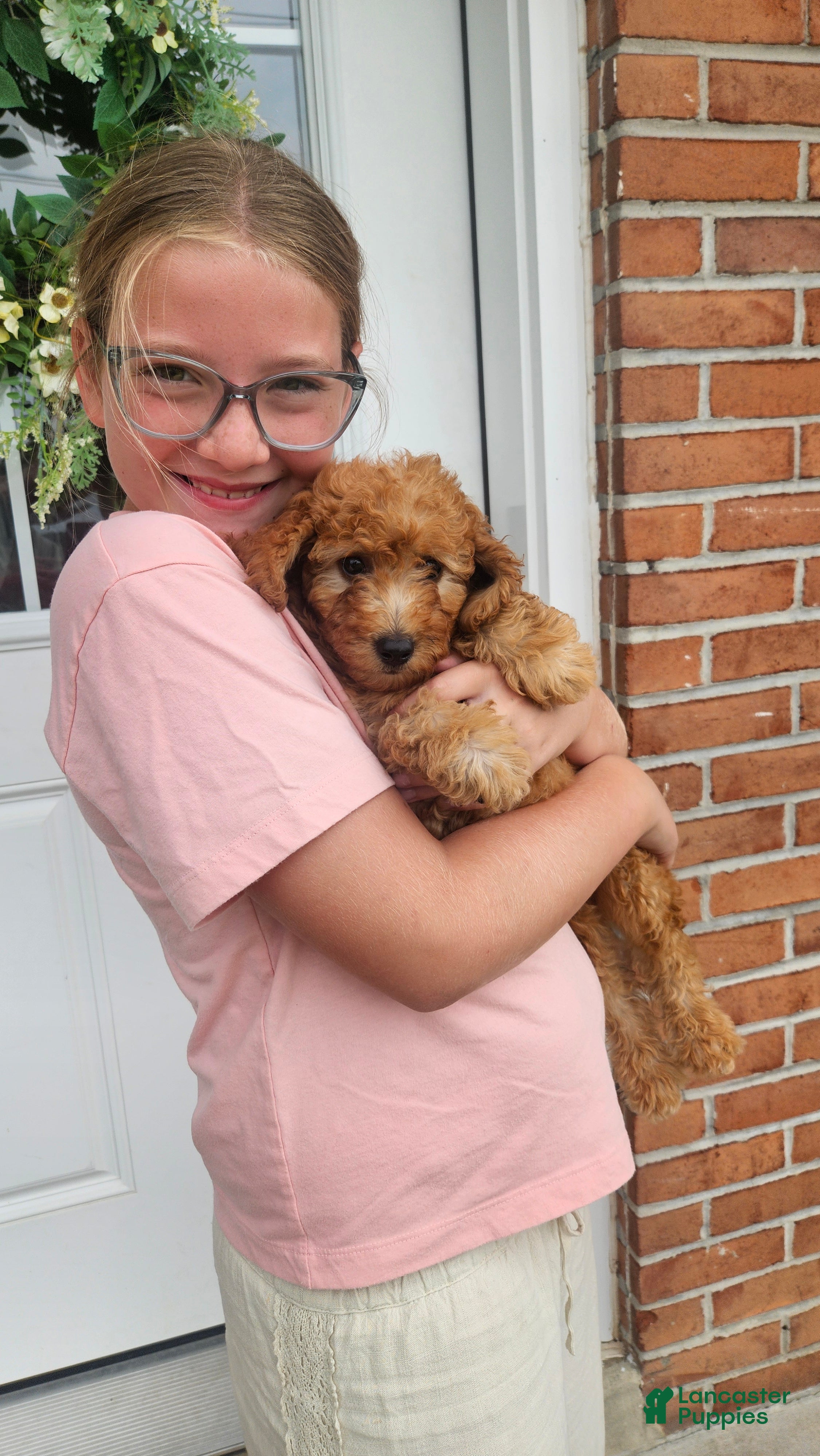 Mini Goldendoodle dogs Cutie - Ad 1