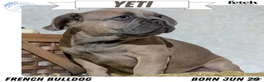 Yeti