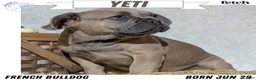French Bulldog dogs for sale: Yeti - Ad 1