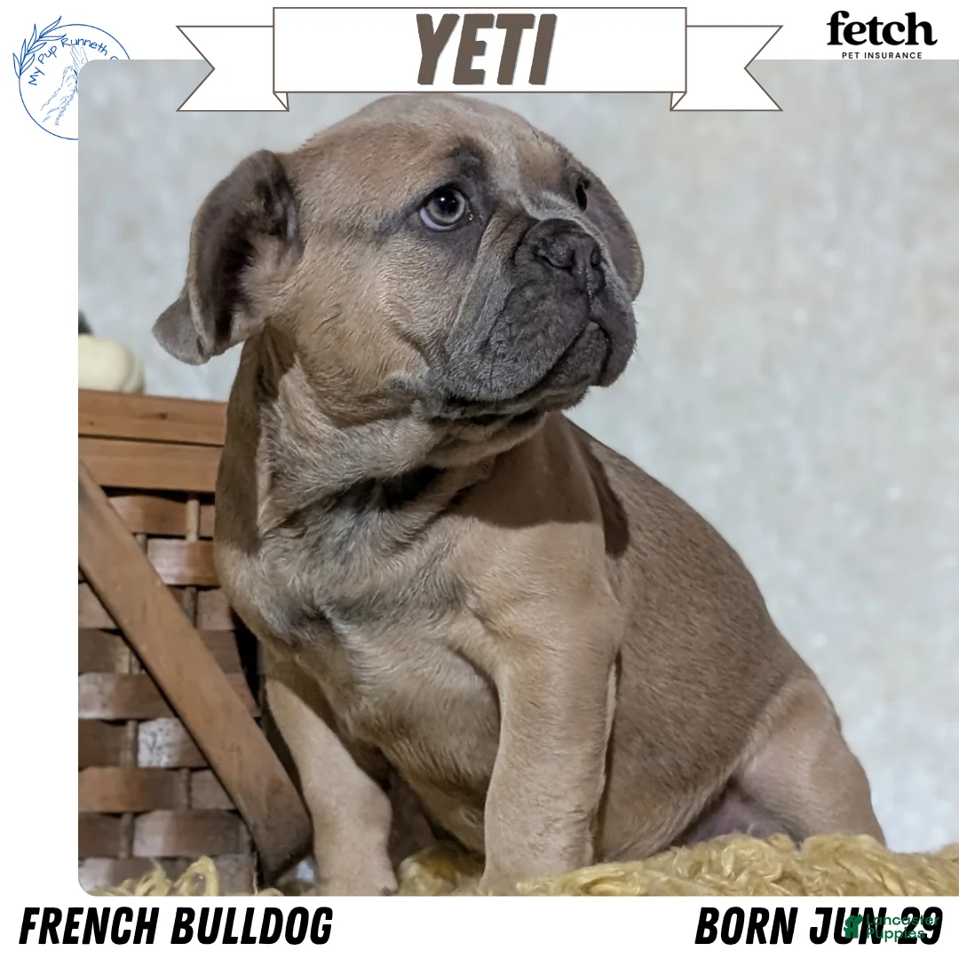 French Bulldog dogs for sale: Yeti - Ad 1