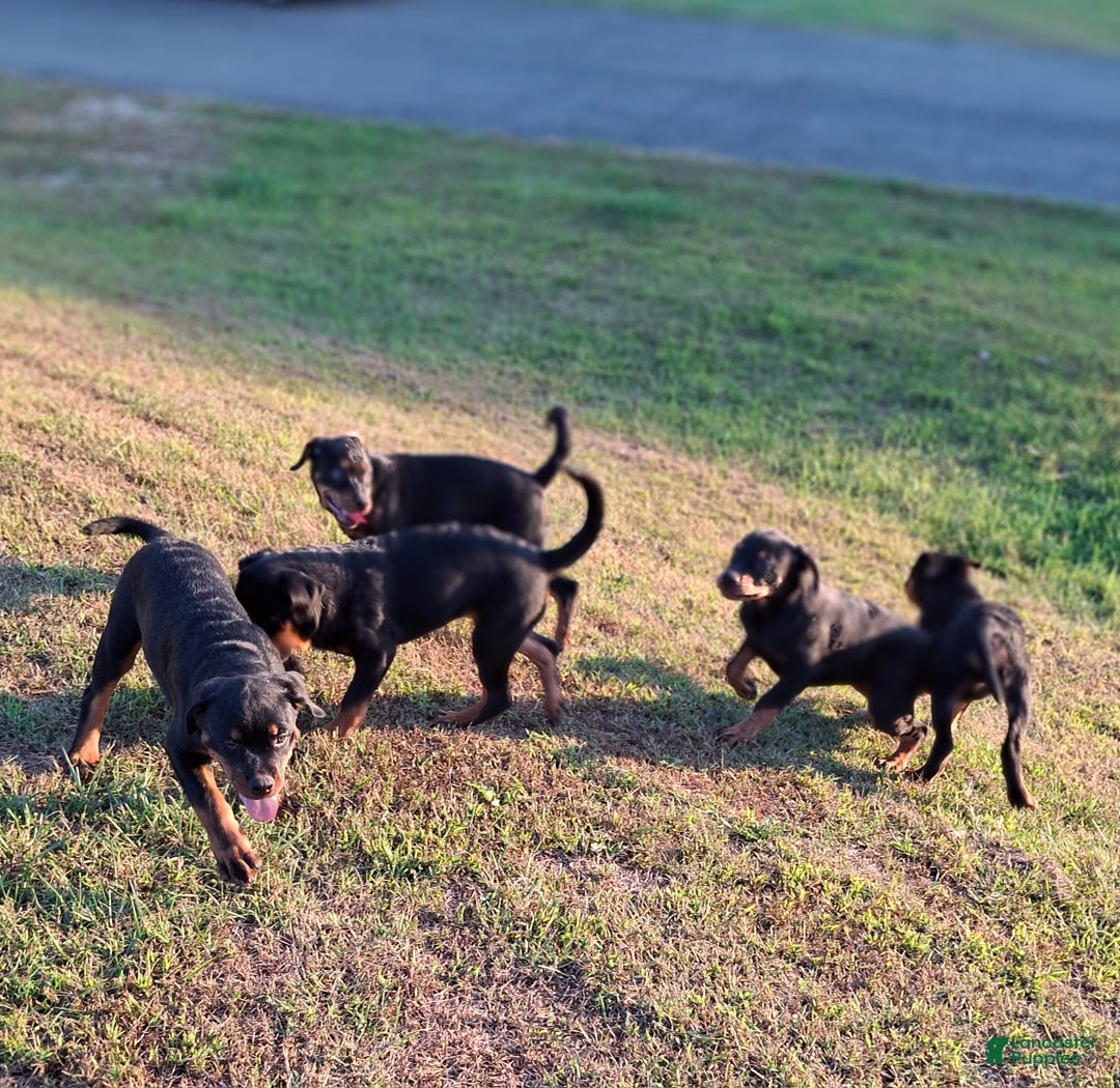 Rottweiler dogs for sale: Rottweiler Puppy 4 - Ad 5