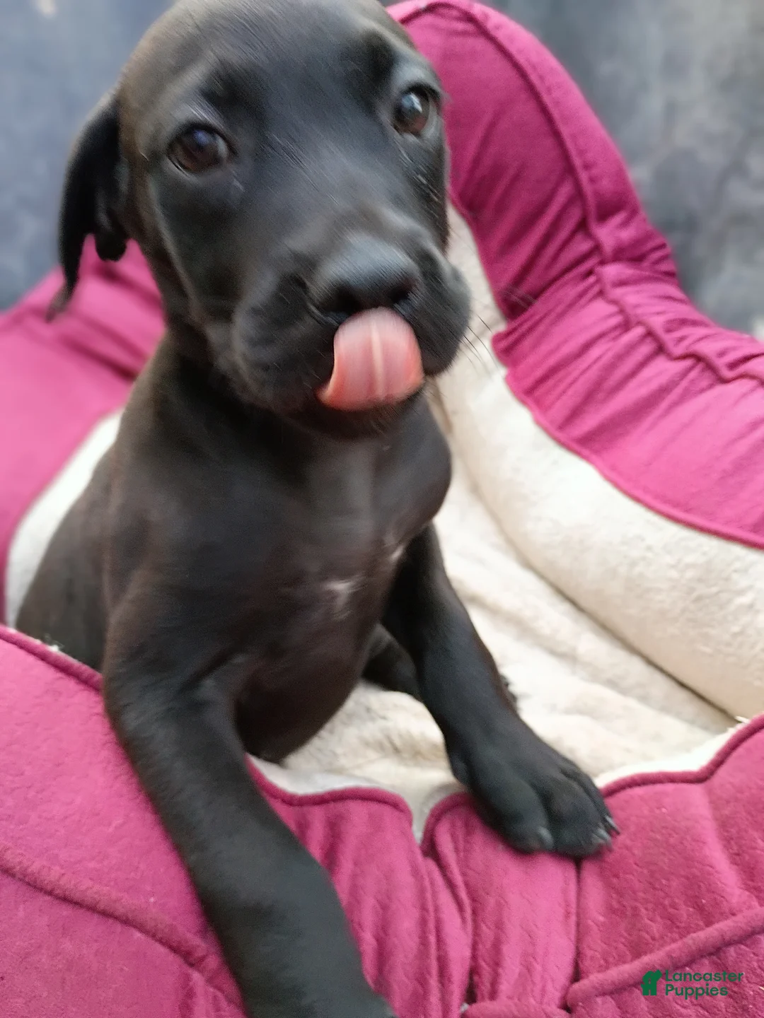 Cane Corso dogs for sale: Cane Corso Puppy 4 - Ad 2