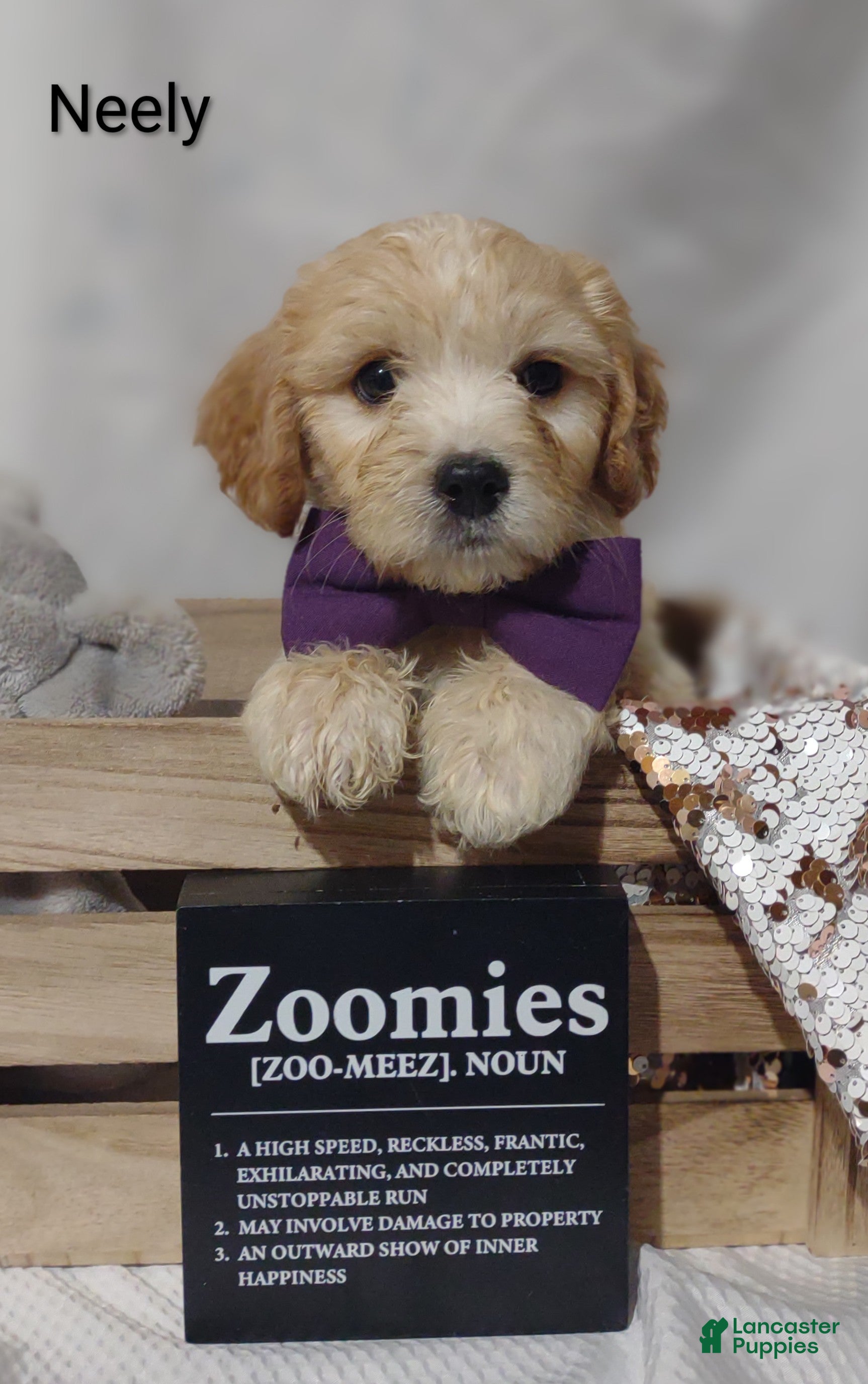 Cavachon dogs Cavachon Puppy 2 Neely  - Ad 2