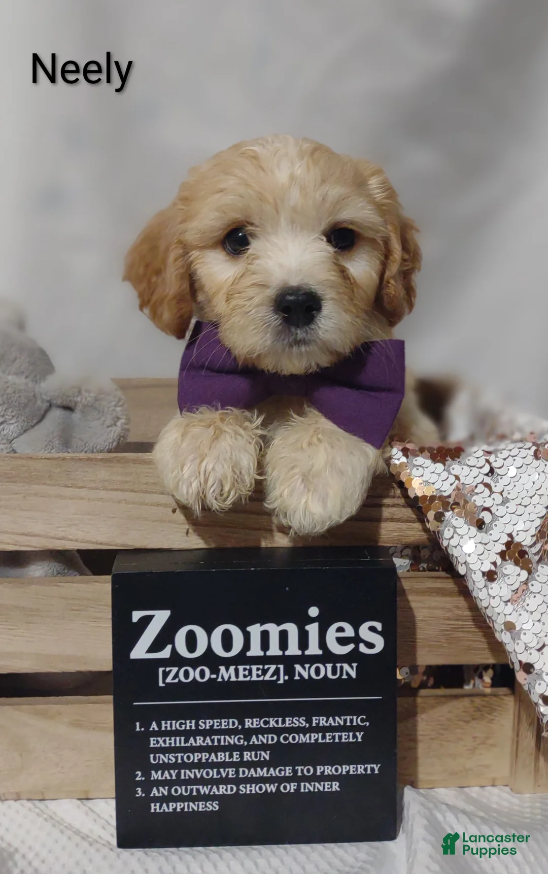 Cavachon dogs for sale: Cavachon Puppy 2 Neely  - Ad 2