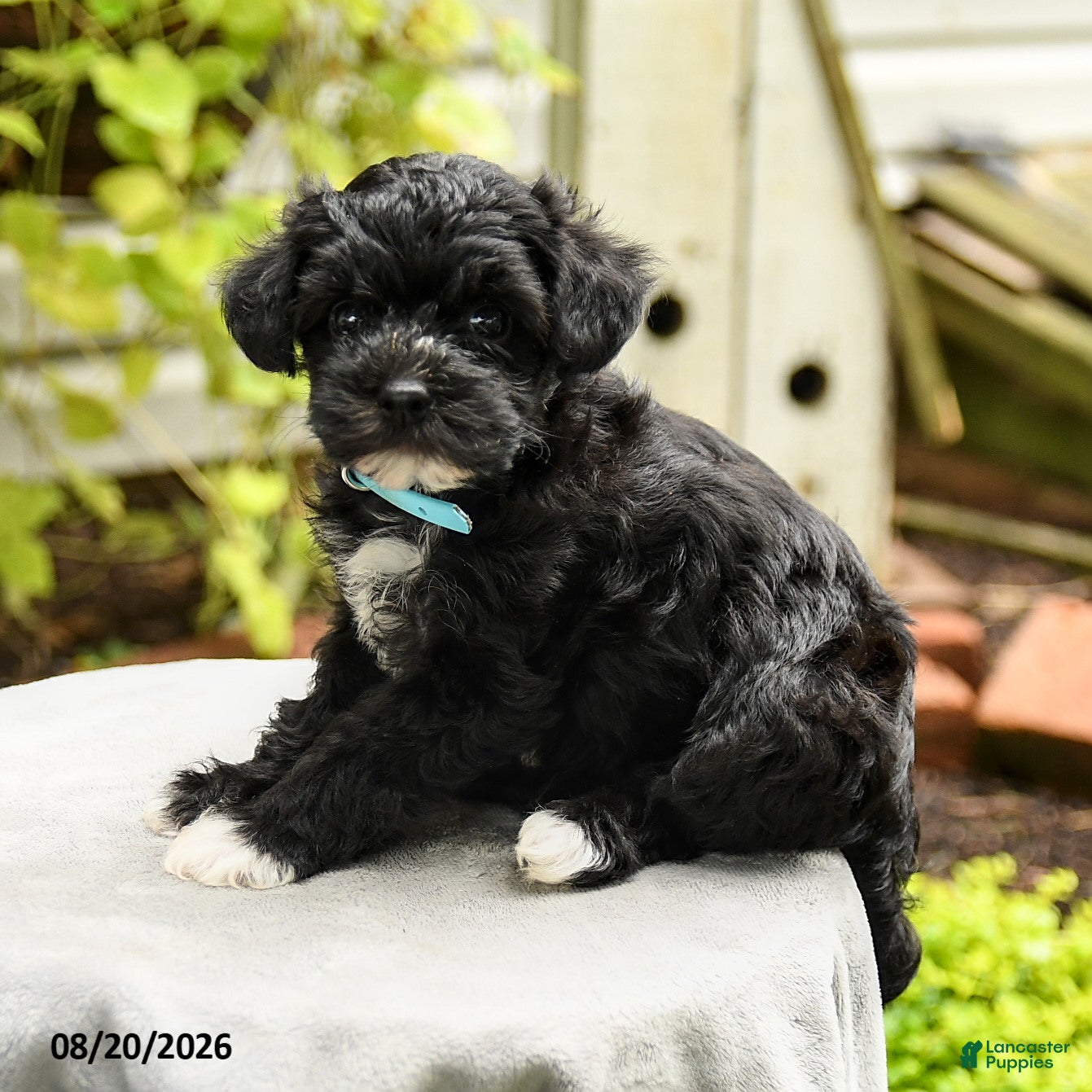 Yorkiepoo dogs Potter - Ad 2