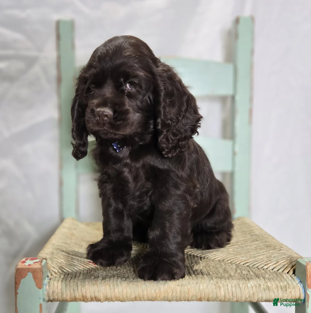 Cocker Spaniel dogs for sale: Jordan - Ad 1