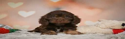 Cockapoo dogs for sale: Scarlet - Ad 12