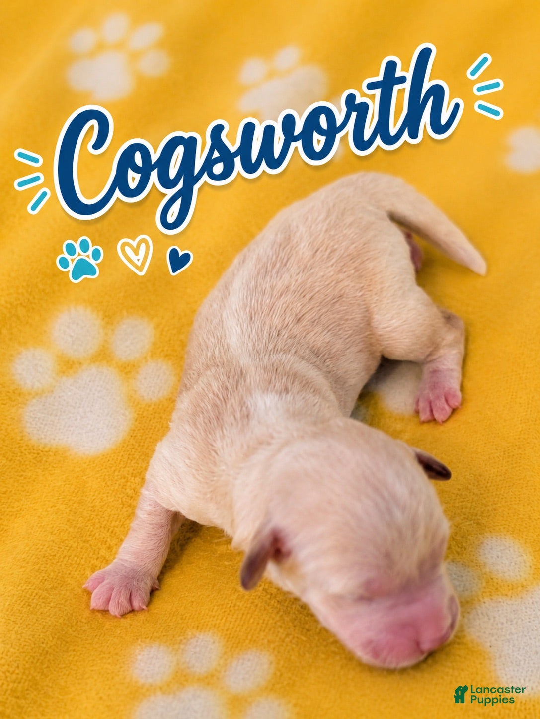 Corgipoo dogs Corgipoo 4. Cogsqorth - Ad 1