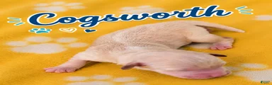 Corgipoo 4. Cogsqorth