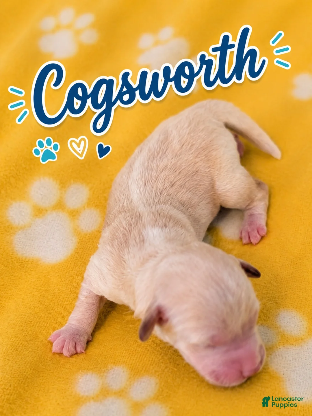 Corgipoo dogs for sale: Corgipoo 4. Cogsqorth - Ad 1