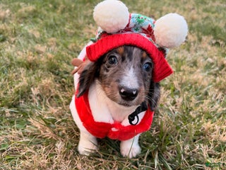 Miniature Dachshund dogs Frost - Ad 41