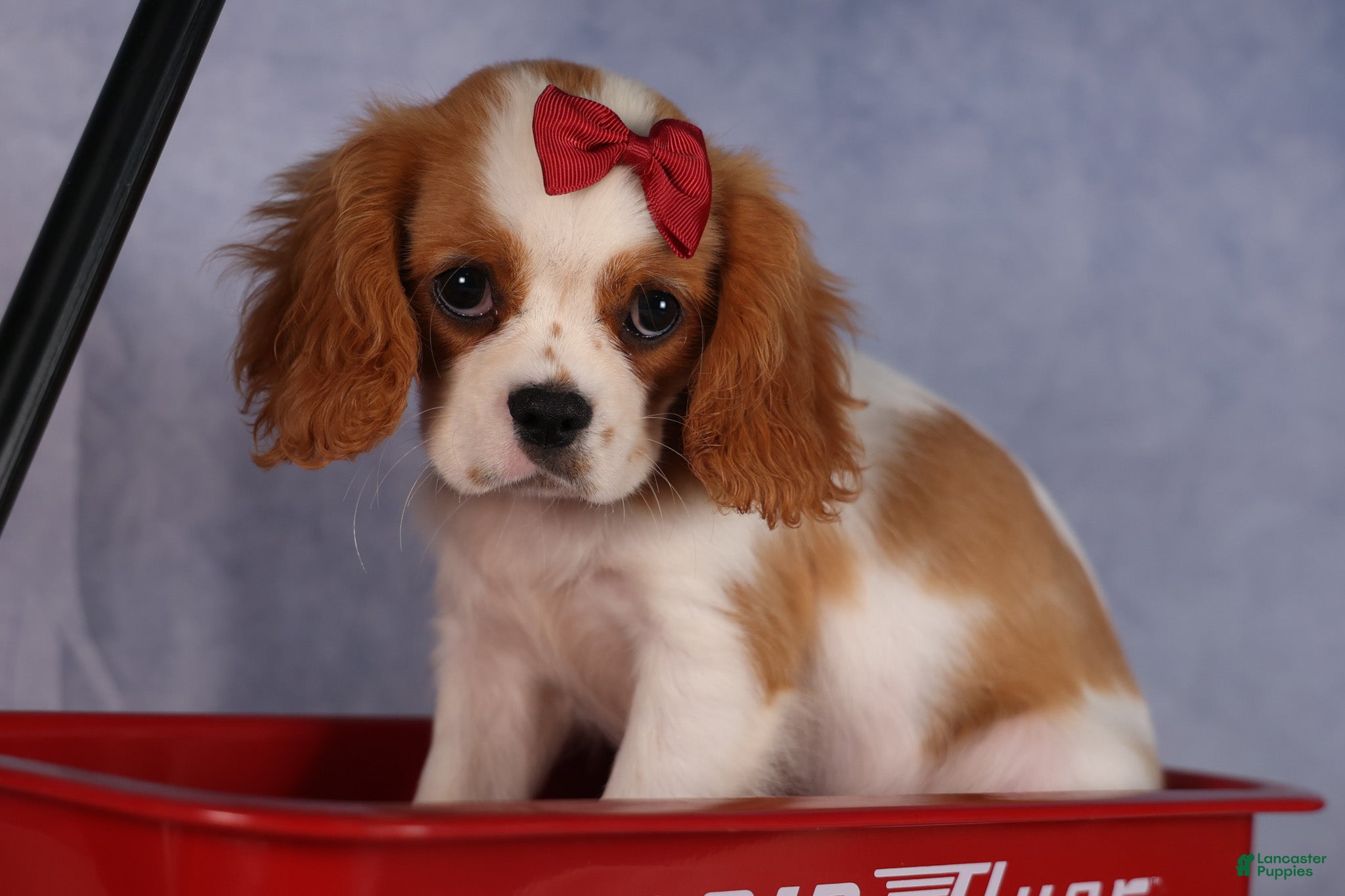Cavalier King Charles Spaniel
