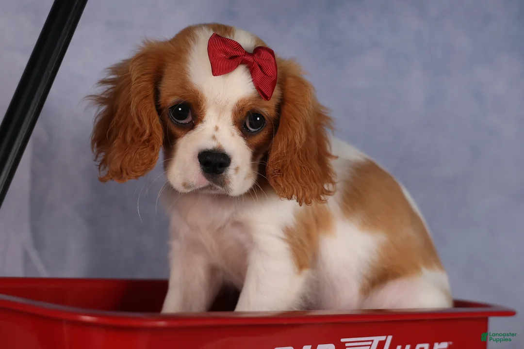 Cavalier King Charles Spaniel dogs for sale:  Nugget🐾 - Ad 1