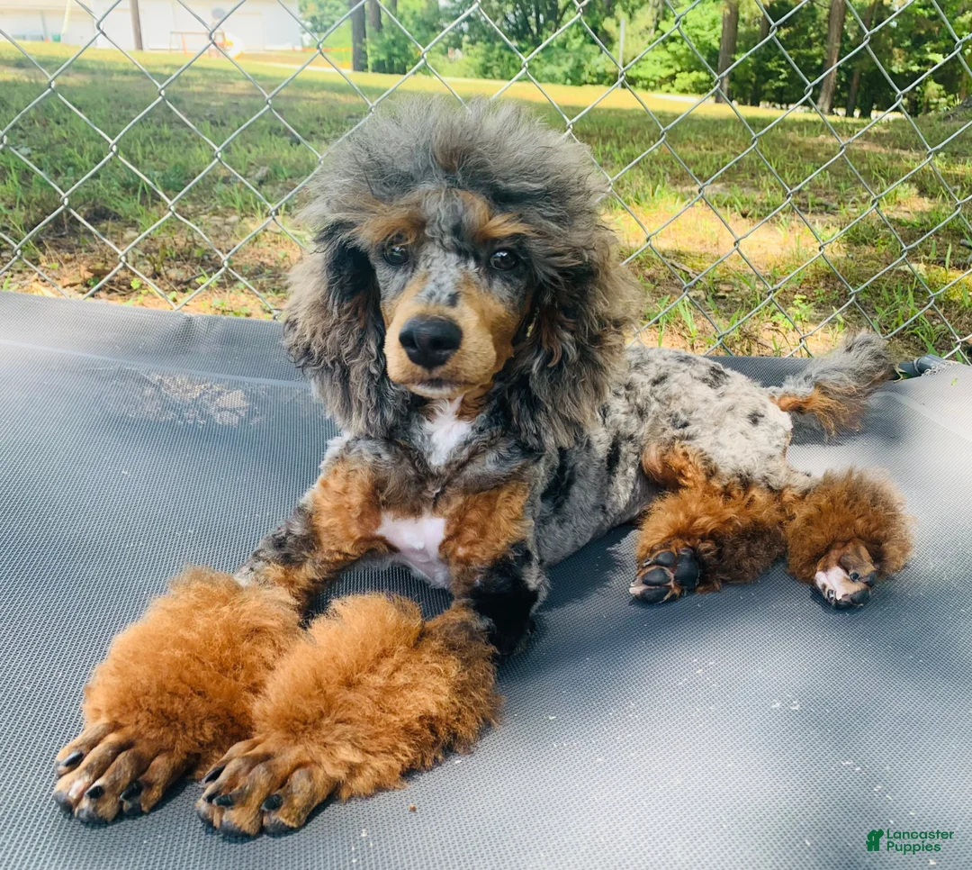 Miniature Poodle dogs for sale: Miniature Poodle Puppy 1 - Ad 2