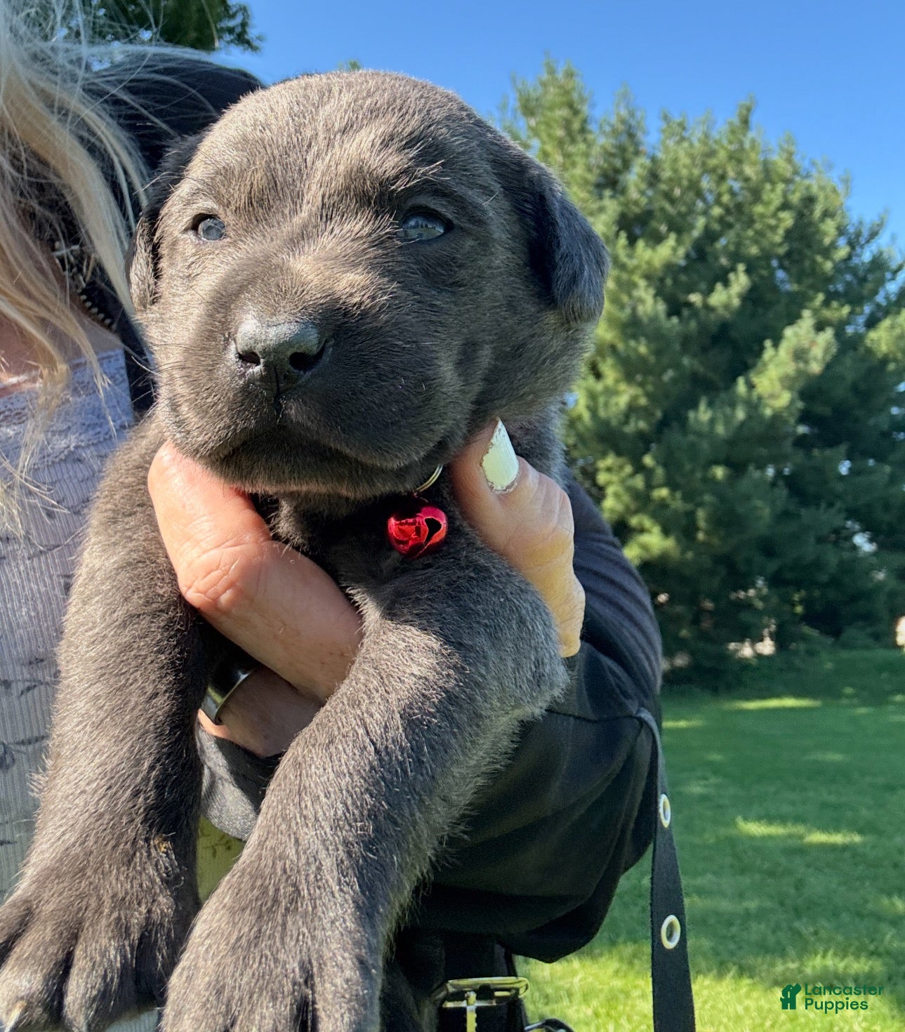 Labrador Retriever dogs Labrador Retriever 1 - Ad 1