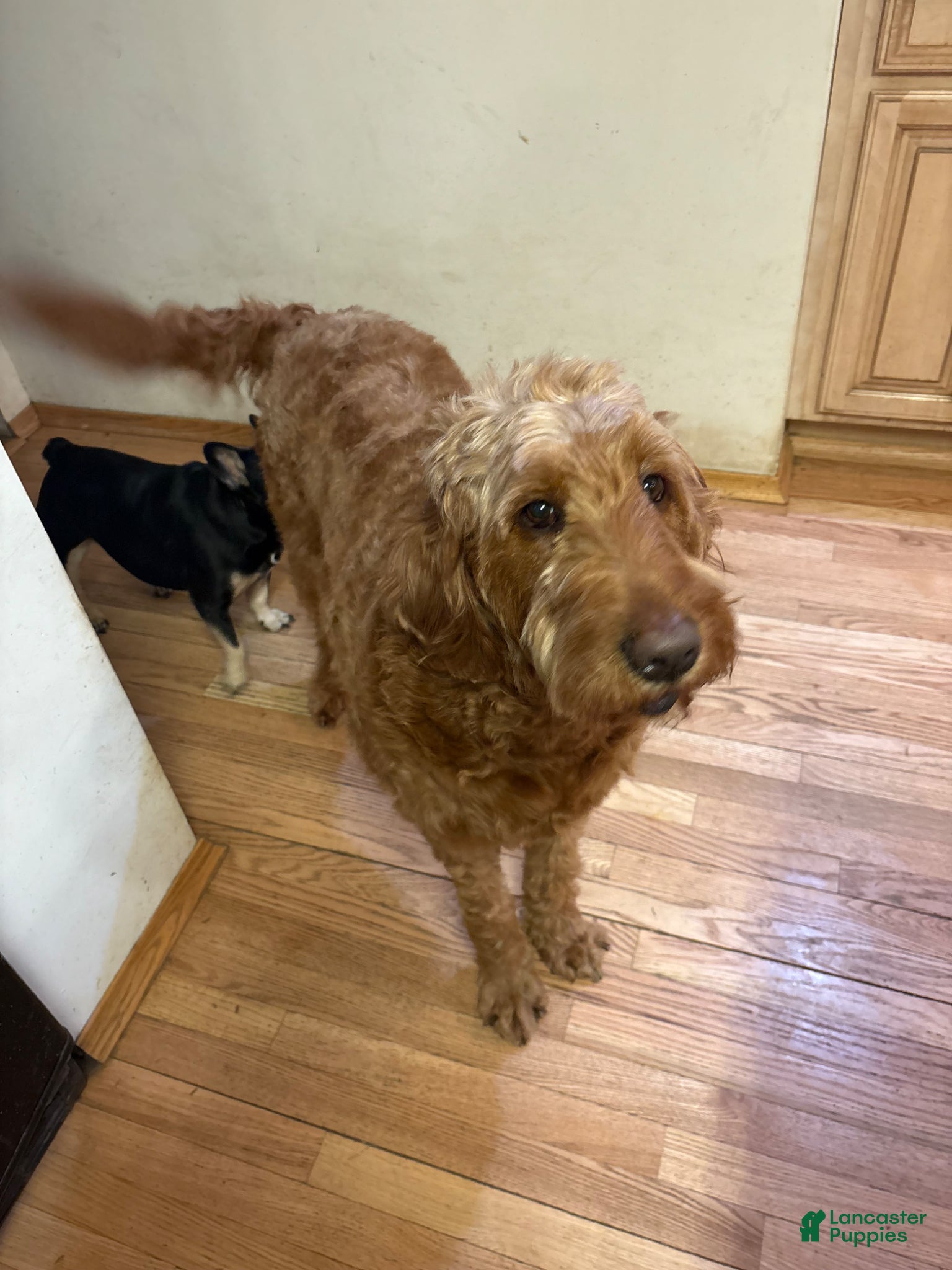 Goldendoodle dogs Ella - Ad 2