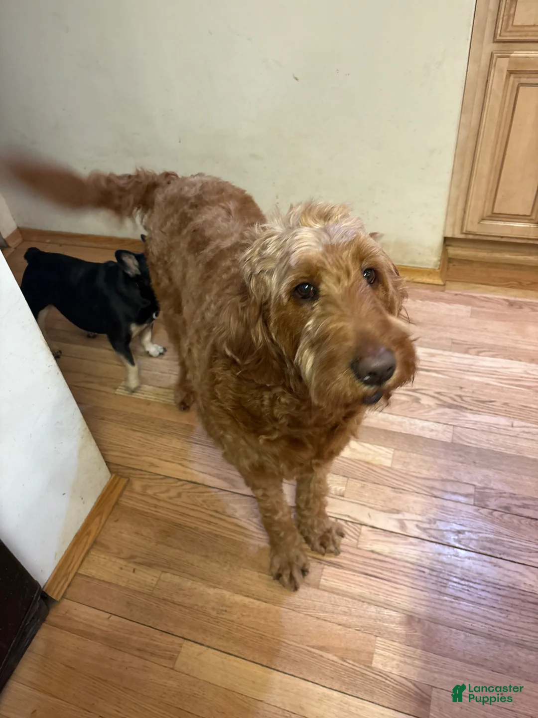 Goldendoodle dogs for sale: Tianna - Ad 2