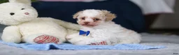 Toy Poodle dogs for sale: Crisco - Ad 13