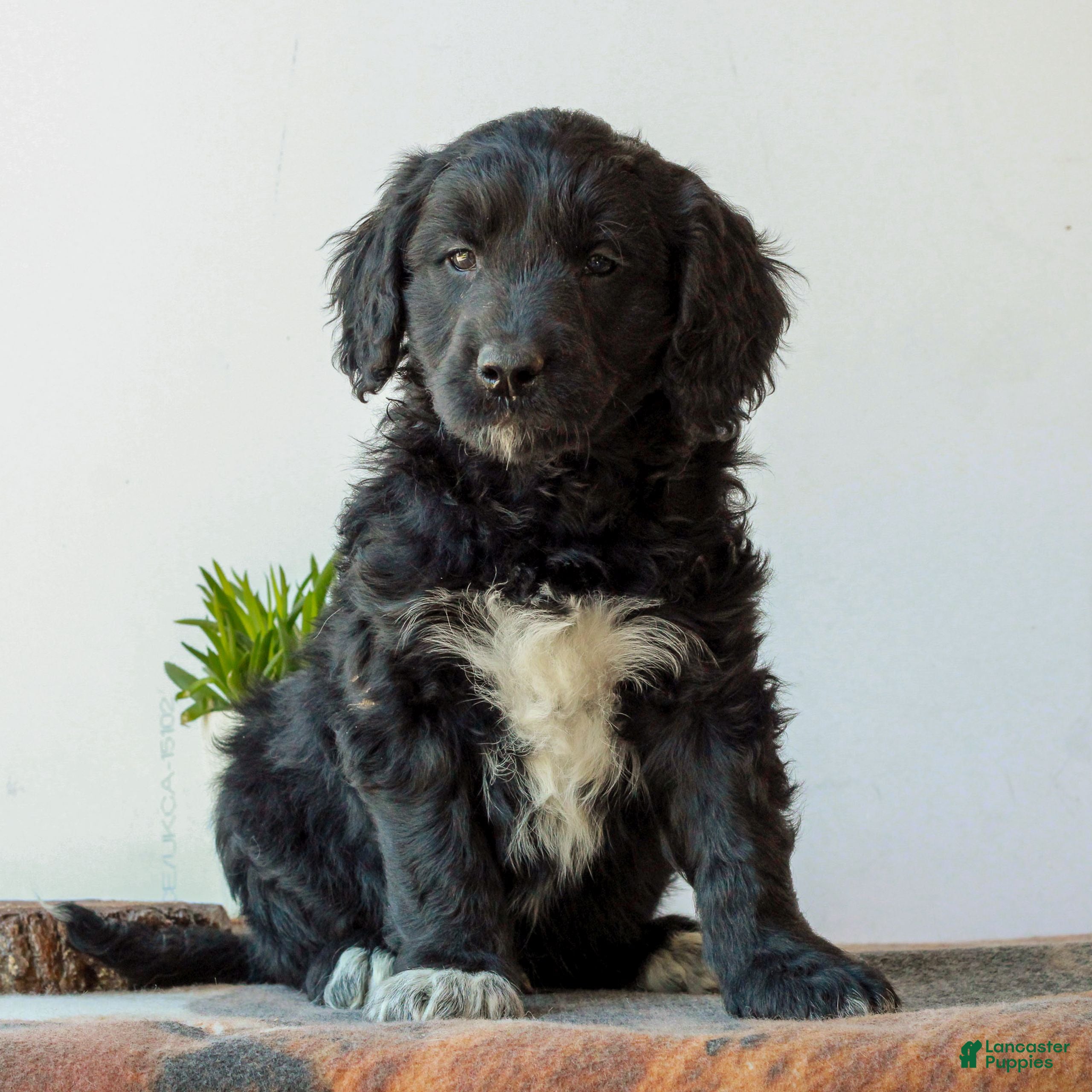 Mini Goldendoodle dogs for sale: Brandon  - Ad 4