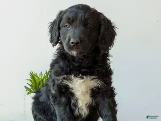 Mini Goldendoodle dogs for sale: Brandon - Ad 4