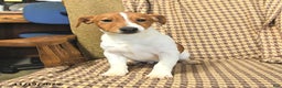 Jack Russell Terrier dogs for sale: Shannon - Ad 1