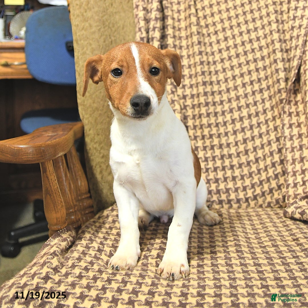 Jack Russell Terrier dogs for sale: Shannon - Ad 1