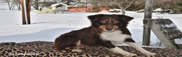 Australian Shepherd dogs for sale: River - Ad 1