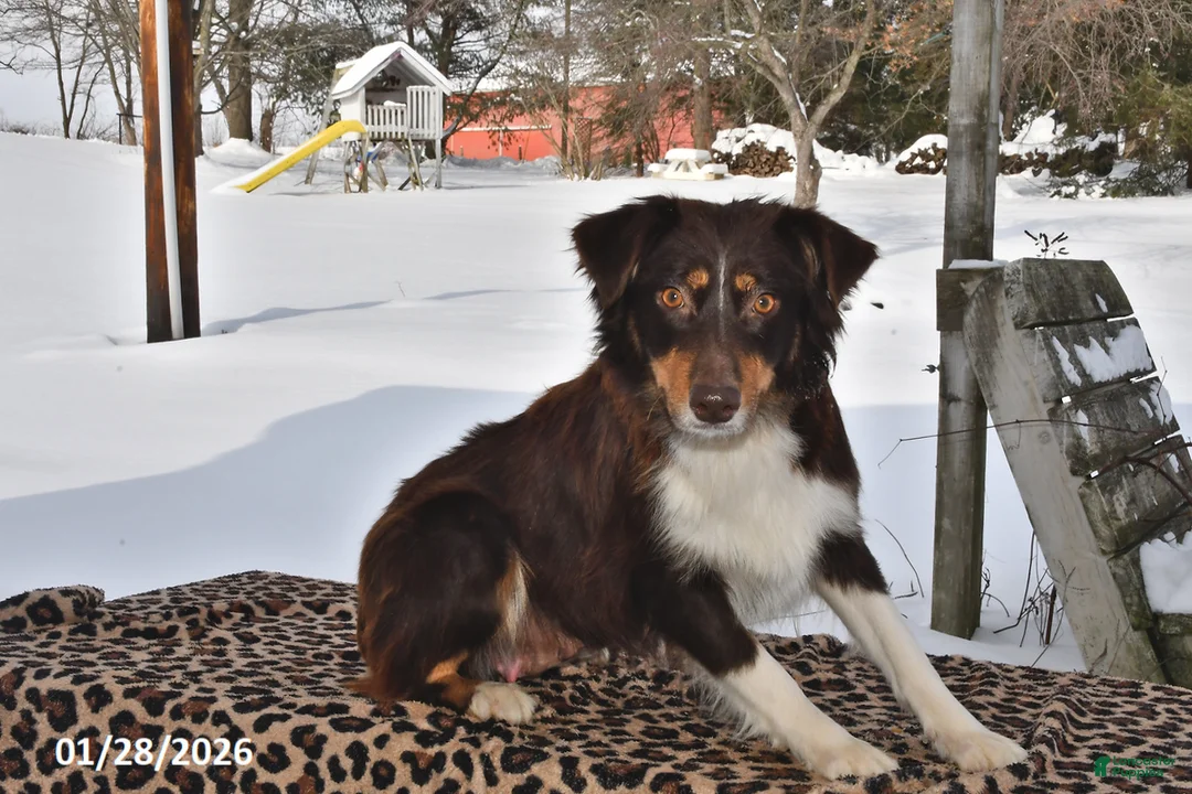 Australian Shepherd dogs for sale: River - Ad 1