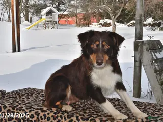 Australian Shepherd dogs River - Ad 18