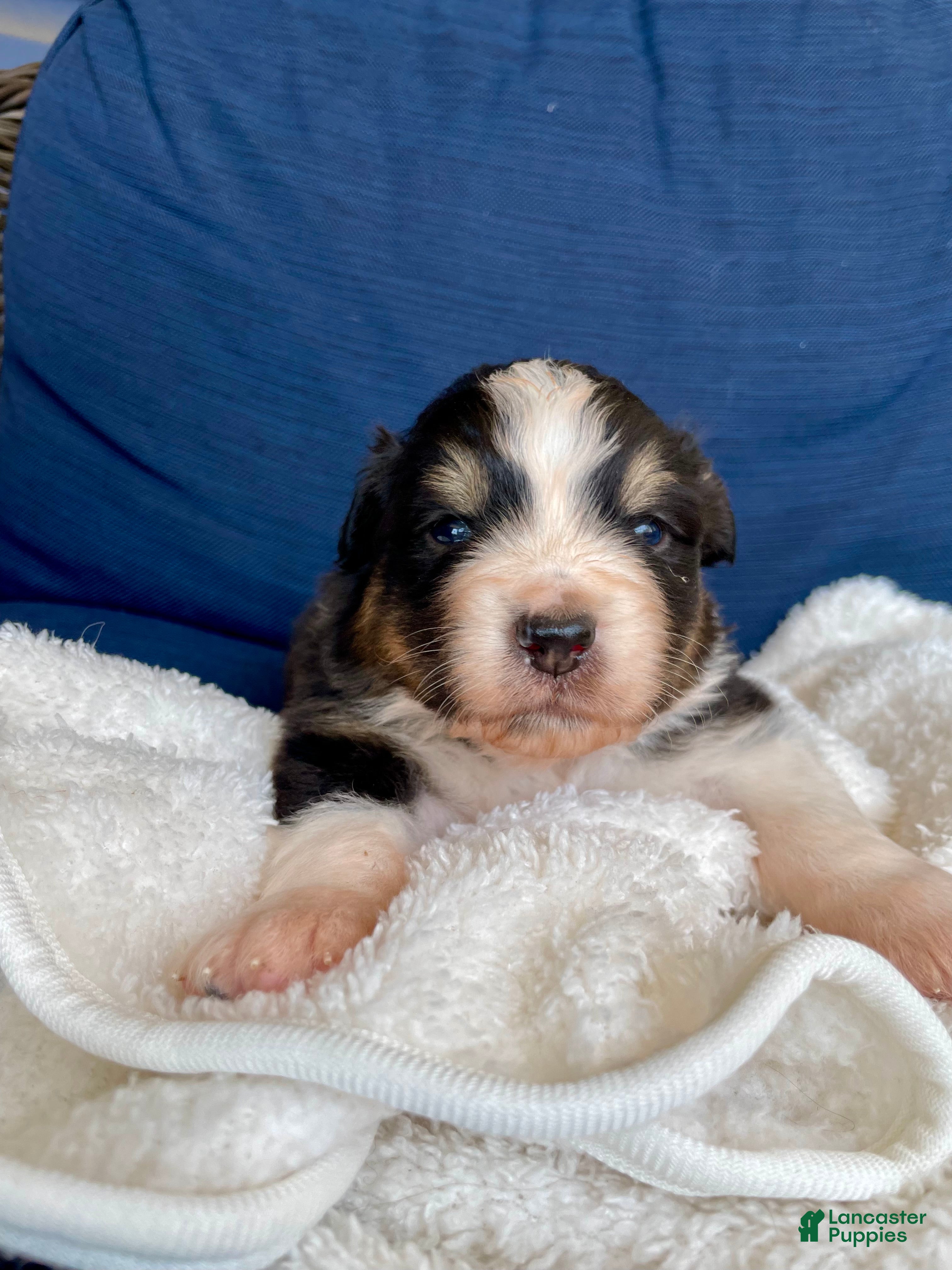 Australian Shepherd dogs Australian Shepherd- Norman - Ad 8