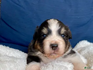 Australian Shepherd dogs Australian Shepherd- Norman - Ad 8