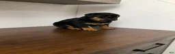 Rottweiler dogs for sale: Rottweiler Puppy 1 - Ad 10