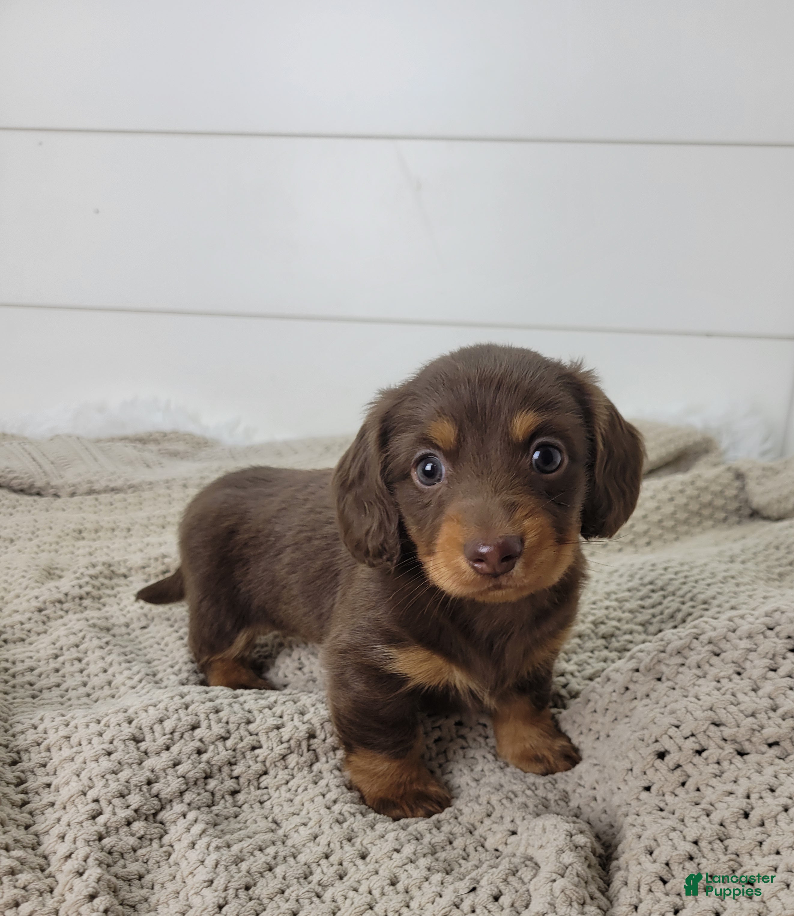 Dachshund dogs Ollie - Ad 1