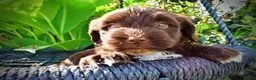 Havapoo dogs for sale: Hershey - Ad 3