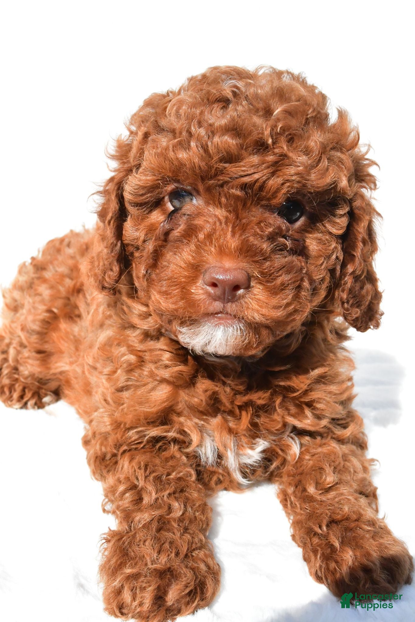 Cavapoo dogs Piper - Ad 1