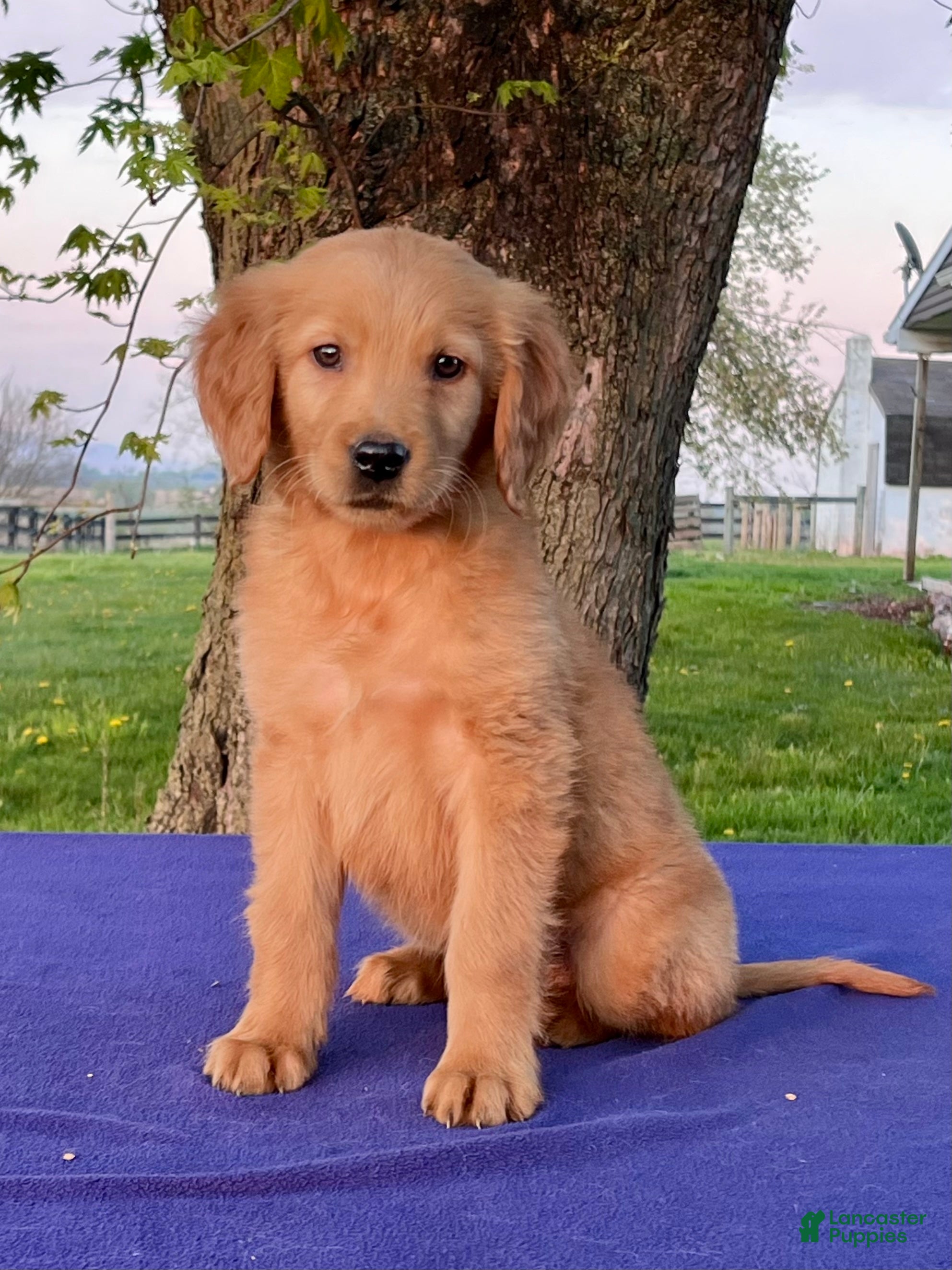 Golden Retriever dogs Max - Ad 2