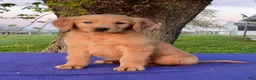 Golden Retriever dogs for sale: Max - Ad 2