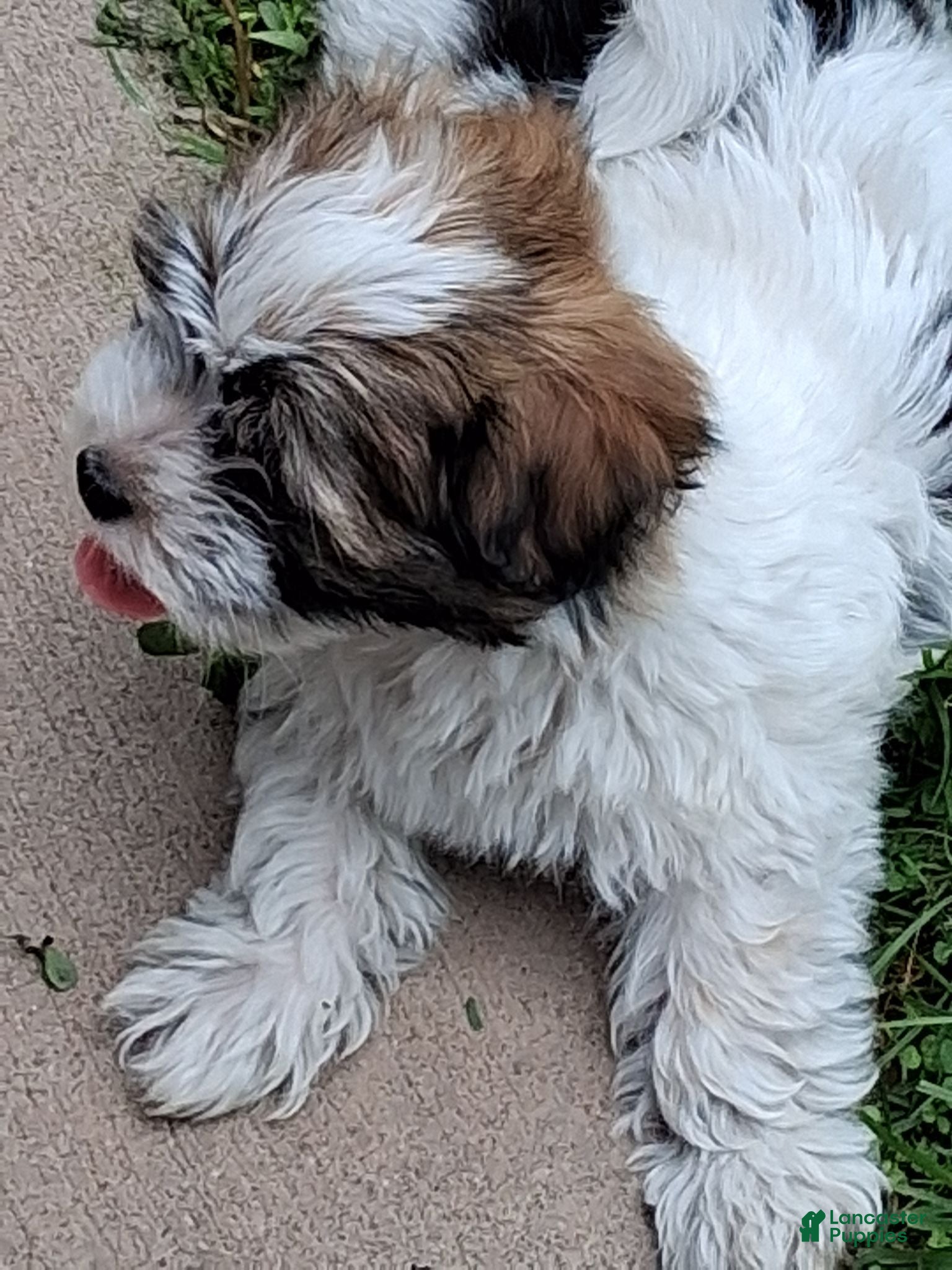 Havanese dogs Havanese 1 - Ad 1