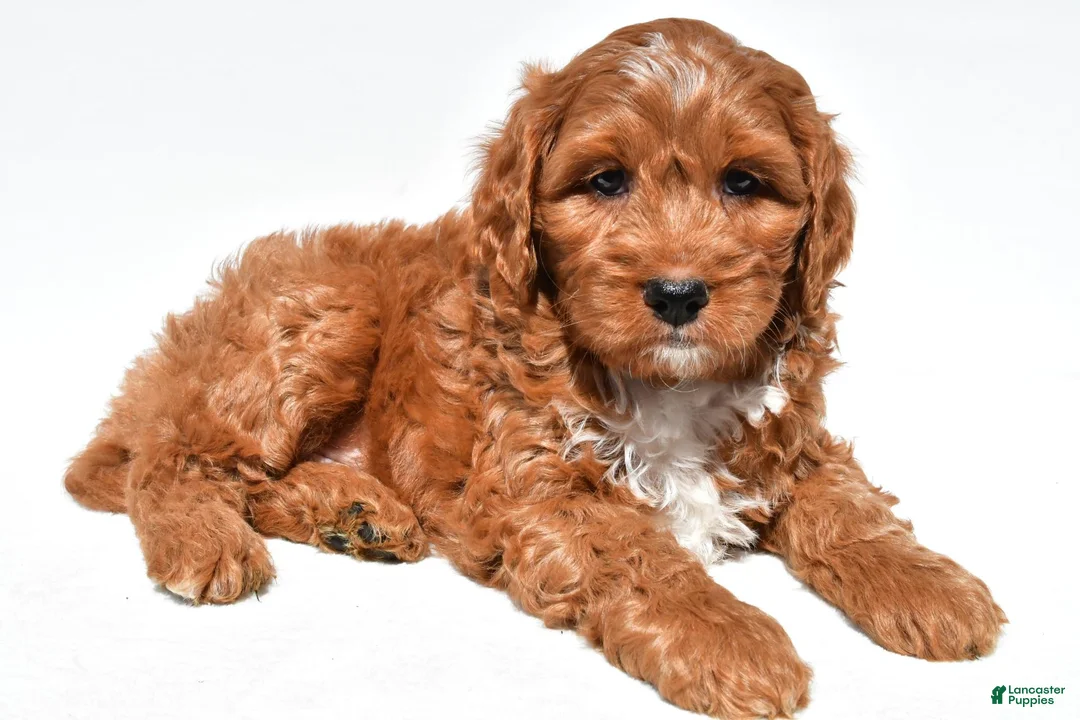 Mini Goldendoodle dogs for sale: Hudson - Ad 1