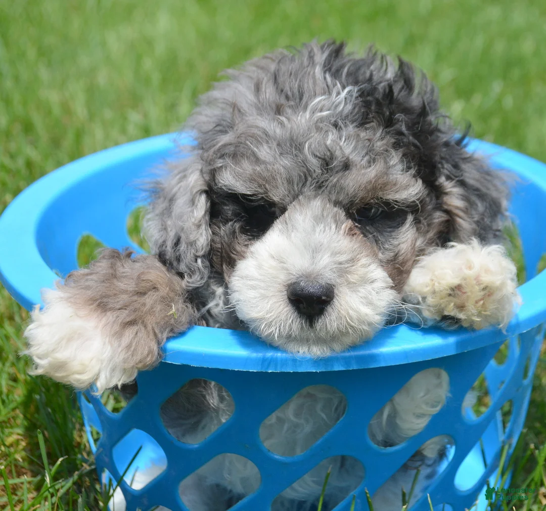 Bernedoodle dogs for sale: Barkley Bernedoodle 2 - Ad 2