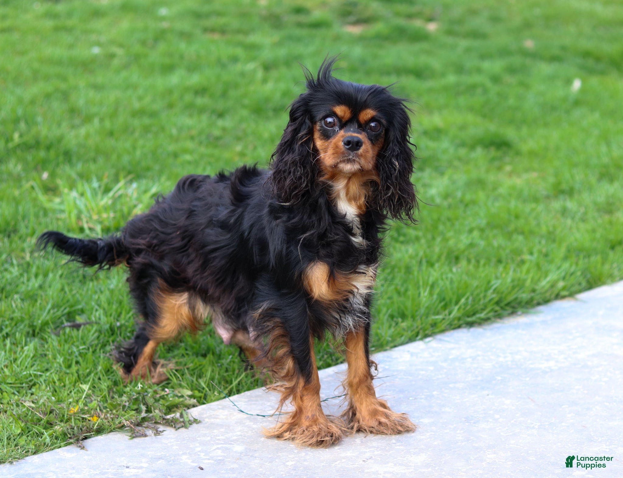 Cavalier King Charles Spaniel dogs for sale: Isabella - Ad 8