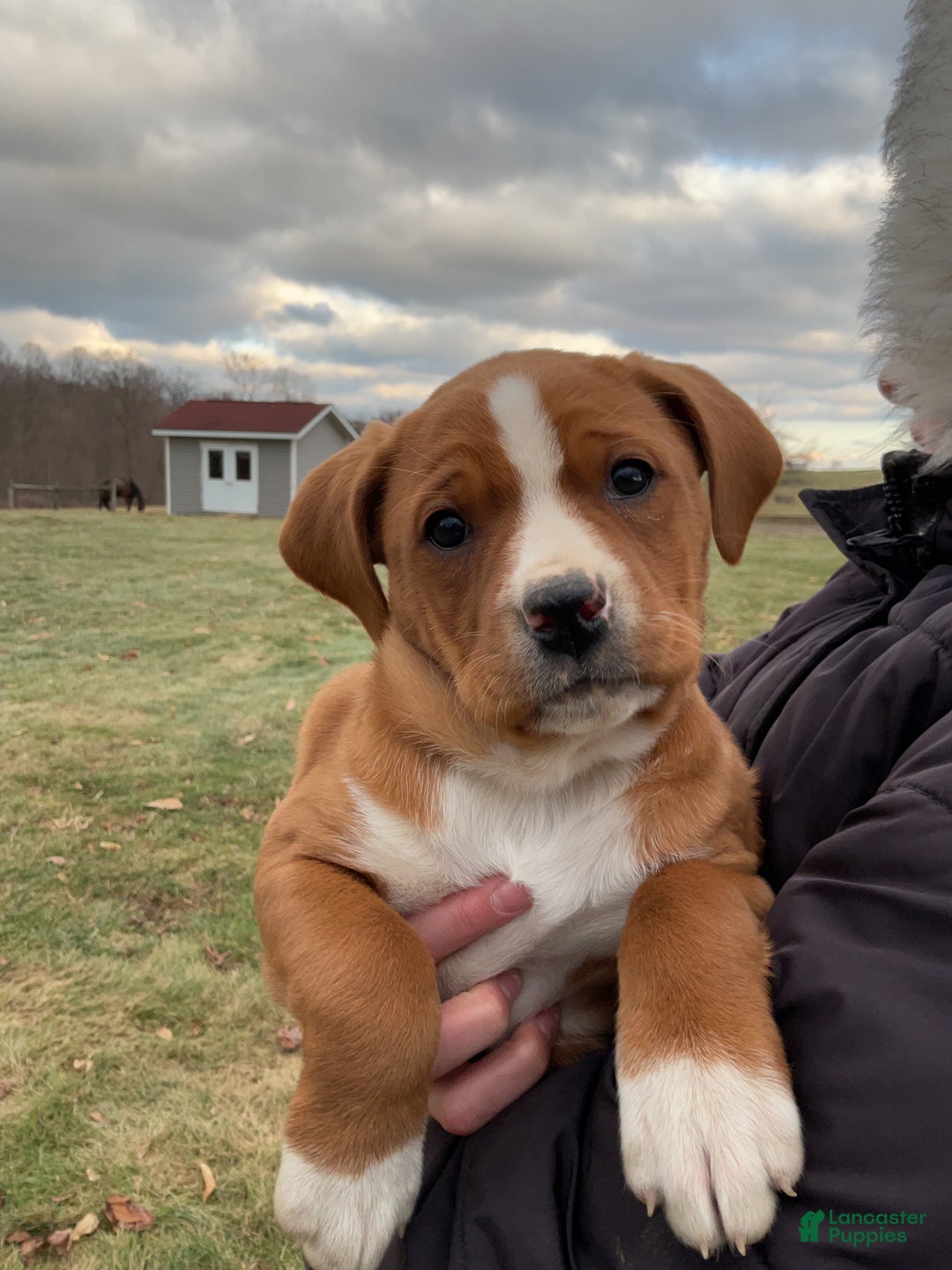 Mixed Breed dogs for sale: Hazel - Ad 5