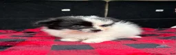 Pomeranian dogs for sale: Daisy - Ad 2