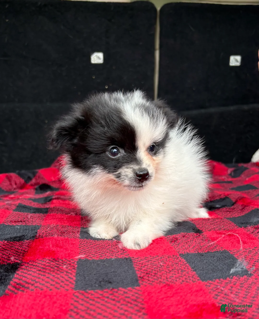 Pomeranian dogs for sale: Daisy - Ad 2